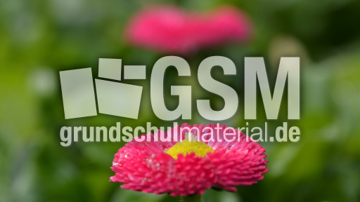 Rotes Gänseblümchen (4).jpg